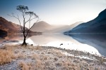 Buttermere Tree Print Buttermere Tree Print