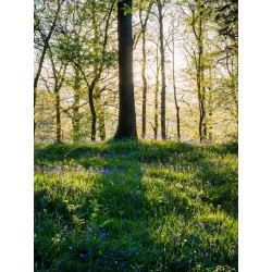 Bluebell Shadow