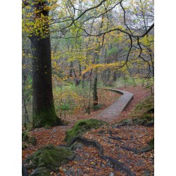 Woodland Boardwalk Autumn