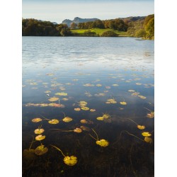 Loughrigg Tarn Lillies
