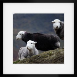 Over There, Where. Herdwick Print