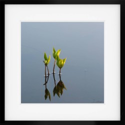 Water Lilies Framed print