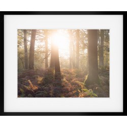Woodland Sunburst Framed Print