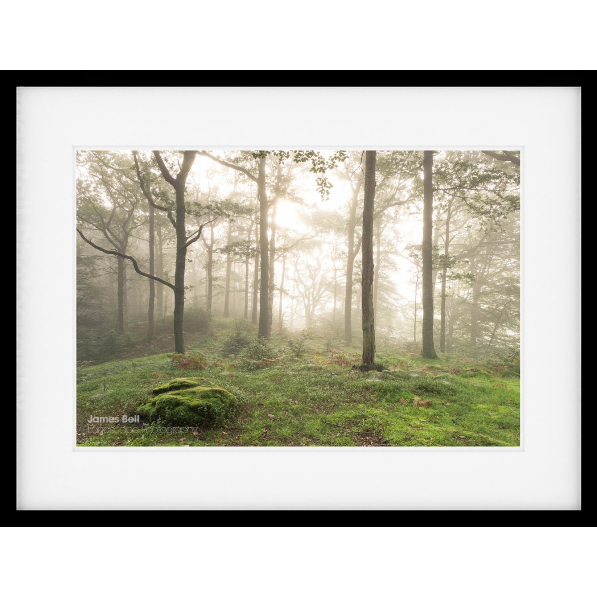 Woodland Dawn framed print