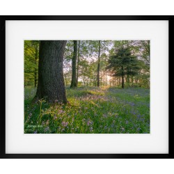 Bluebell wood in the Lake District Framed Print