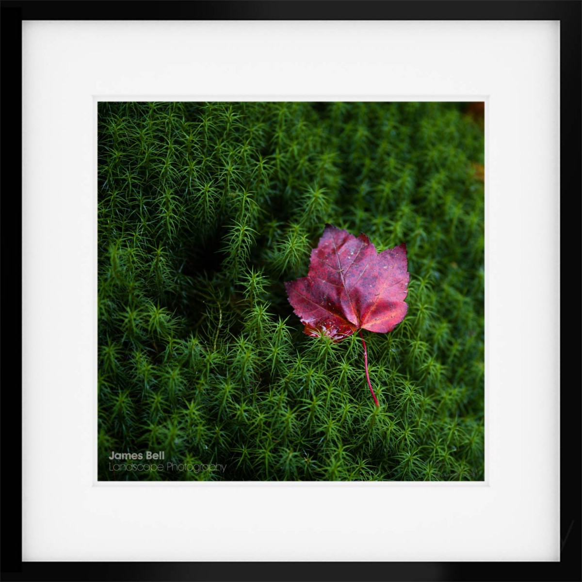 Autumn leaf in a Lake District woodland print