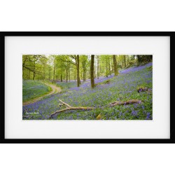 Lake District Bluebell wood framed print