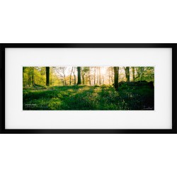 Bluebell wood in the Lake District framed print