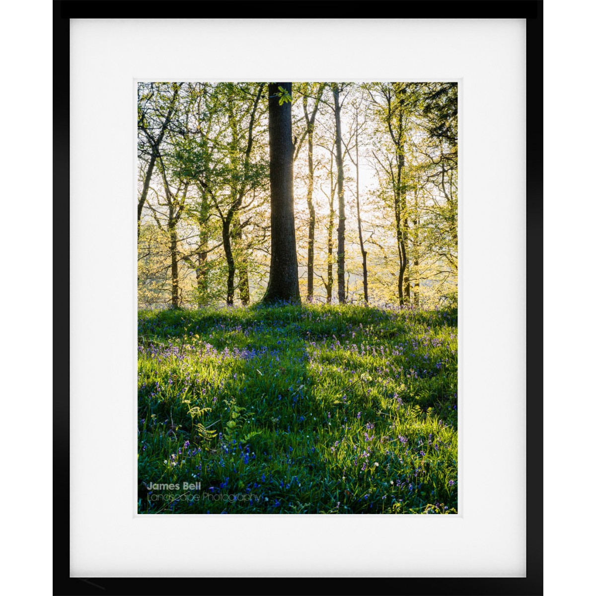 Lake District Bluebell wood framed print