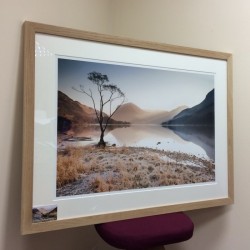 Buttermere Tree, Lake District Print