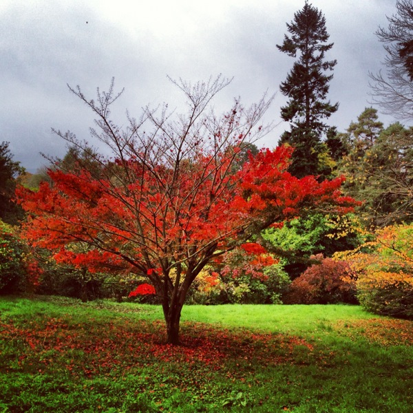 A maple tree at Brockhole
