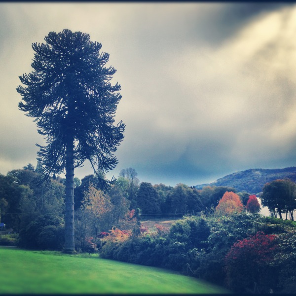 The Brockhole Monkeypuzzle Tree