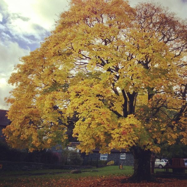 Elterwater Maple the Lake District