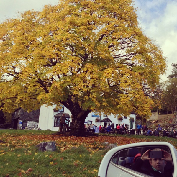 Elterwater Maple the Lake District