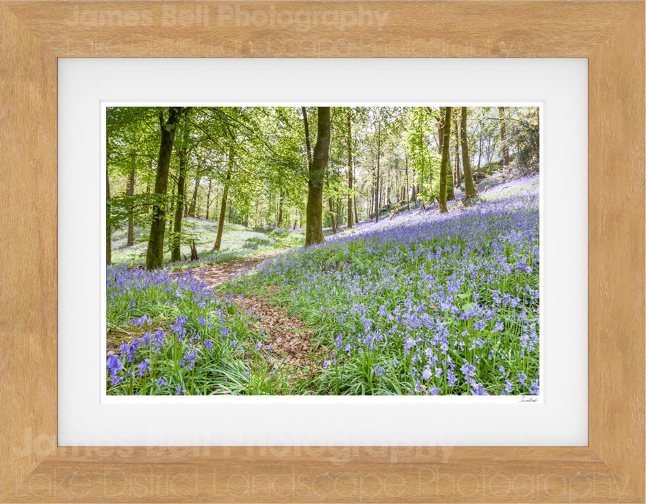 Lakeland Bluebells by James Bell