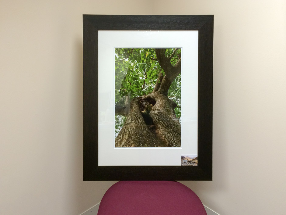The Kings Oak Framed Print