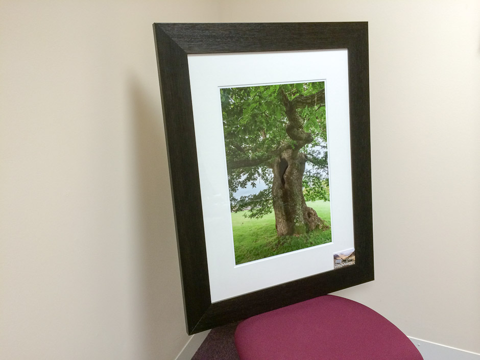 The Kings Oak Framed Print