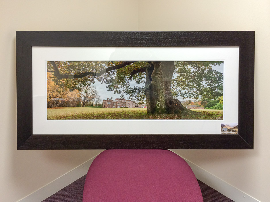 The Kings Oak Framed Print