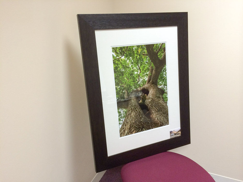 The Kings Oak Framed Print