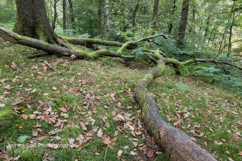 Fallen Trees - Penny Rock Woods