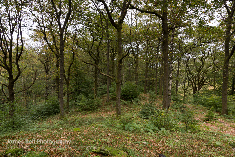 Penny Roack Woods - Grasmere
