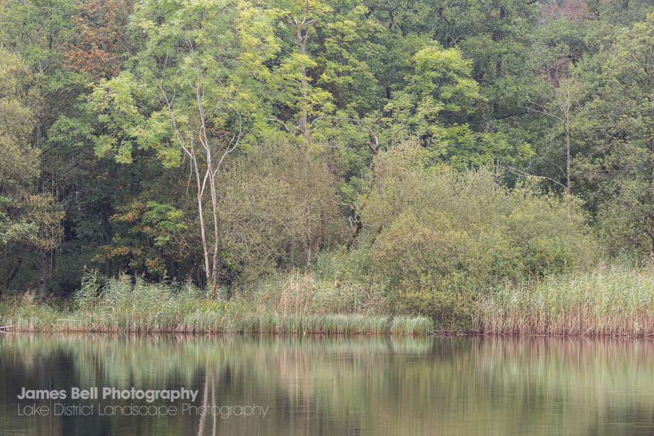 Trees over Grasmere