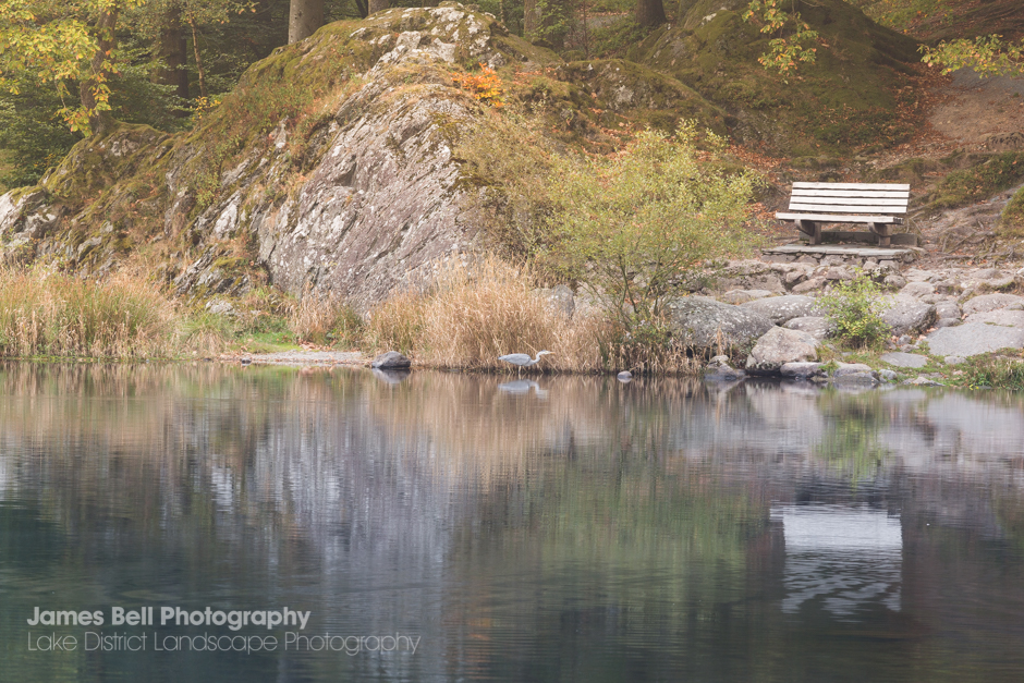 Heron in Grasmere