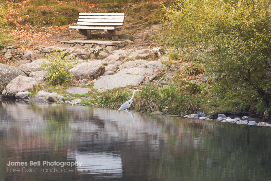 Heron by Grasmere Wier