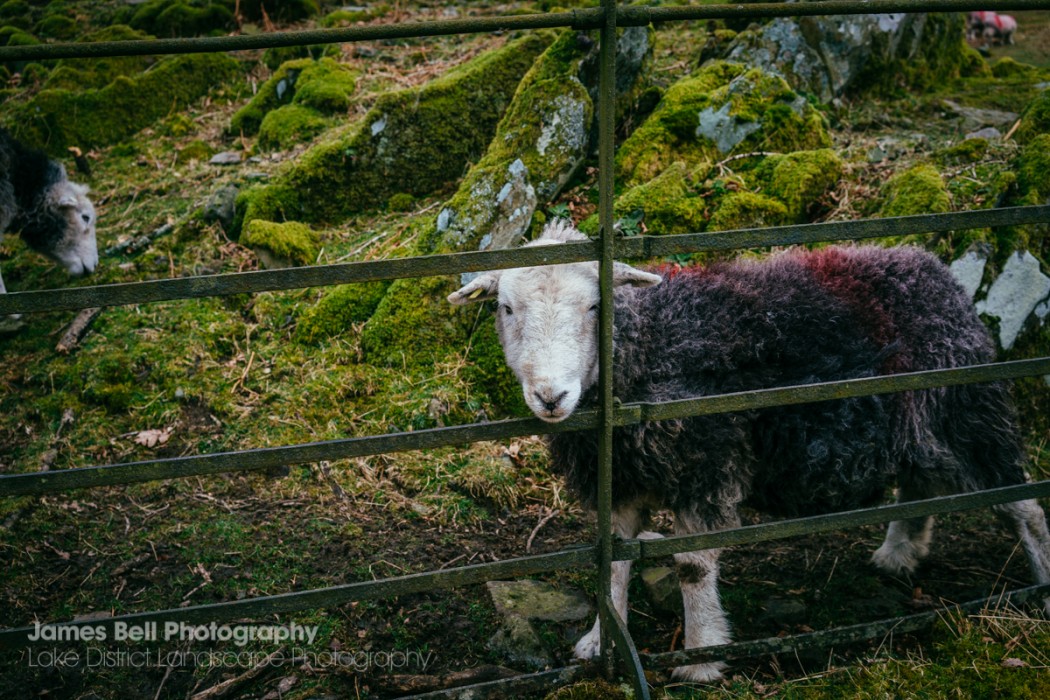 Loughrigg Tarn to Grasmere Lake District Walk (28)