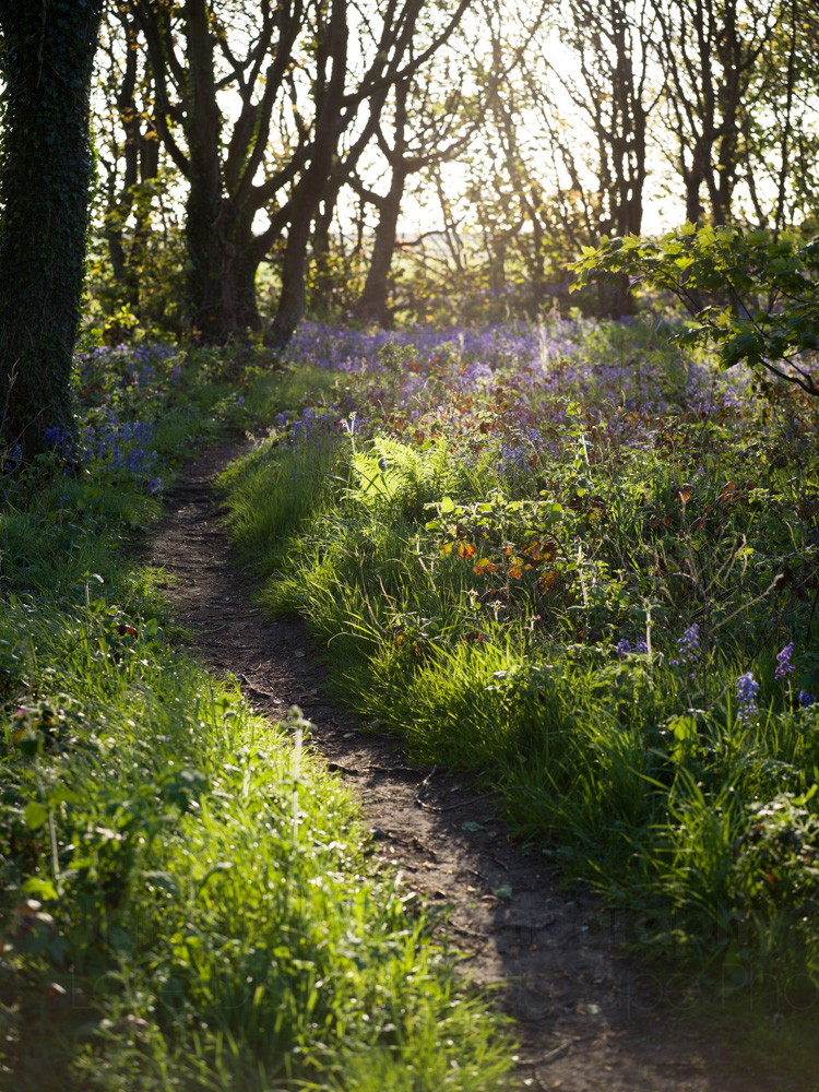 Exploring a local Woodland Landscape Photography Blog