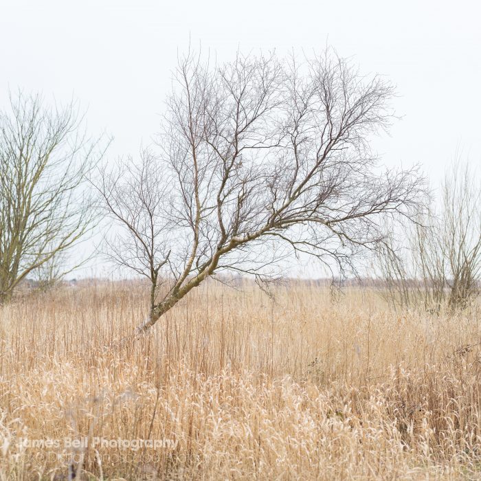 Sniggery Woods Tree Print