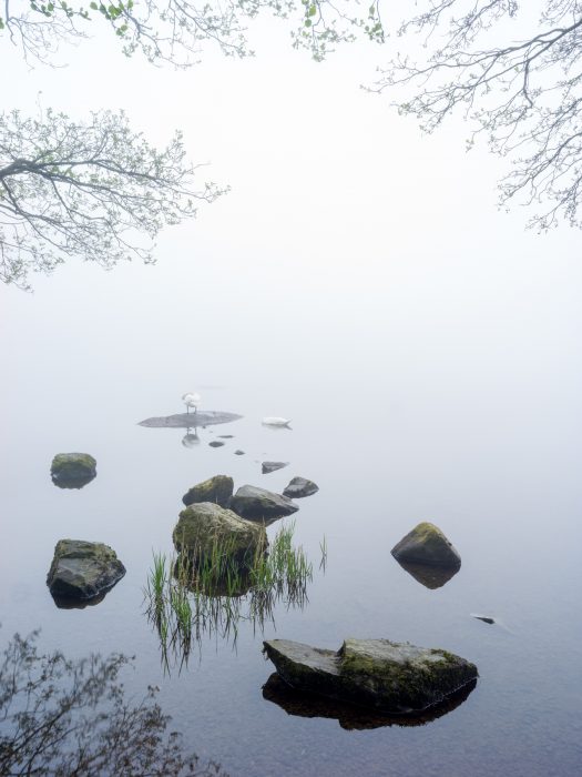 Swans sleeping on Grasmere in the Lake District