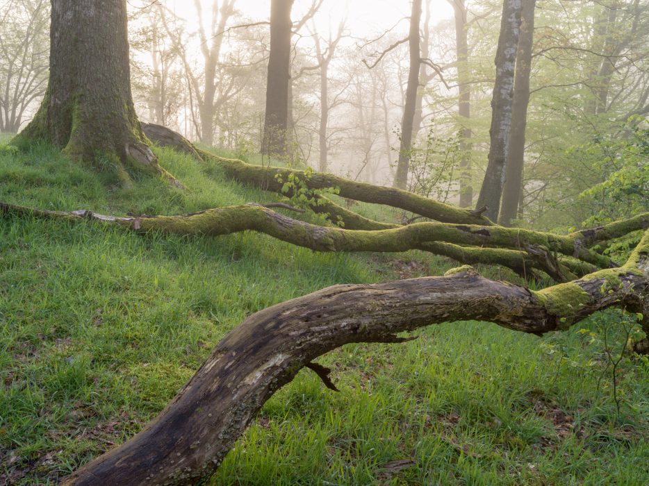 Misty Woodland Print form Grasmere in the Lake District