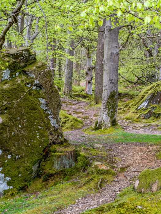 Penny Rock Woods by Grasmere in the English Lake District