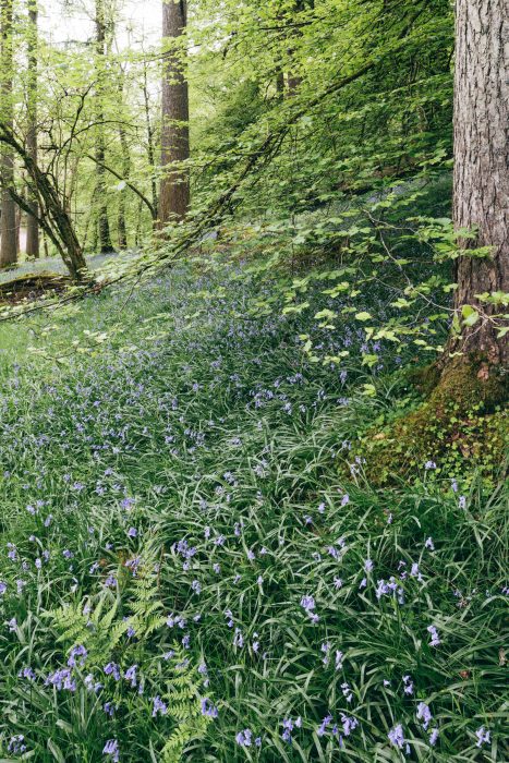 Lake District Bluebells in a woodland