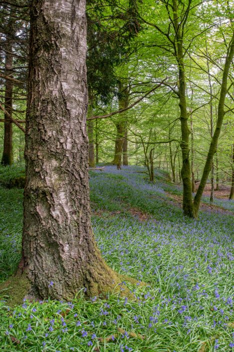 Lakeland Bluebells in a woodland