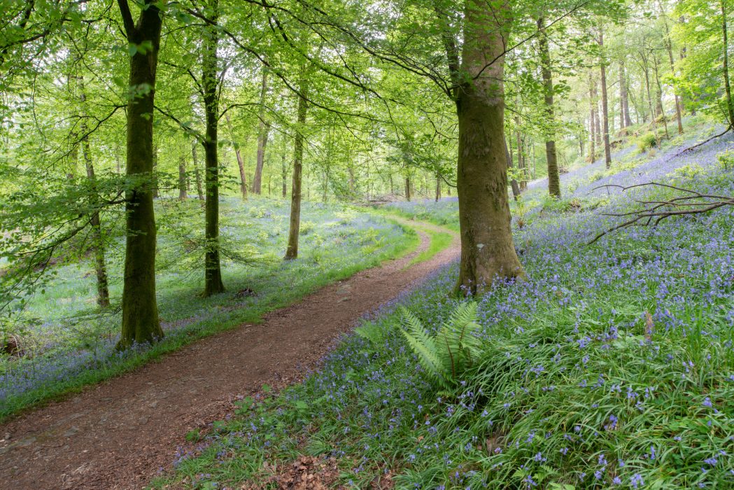 Lakeland Bluebells in a woodland