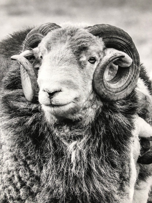 Black and White Lake District Herdwick Print by James Bell