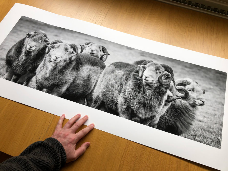 Black and White Lake District Herdwick Print by James Bell