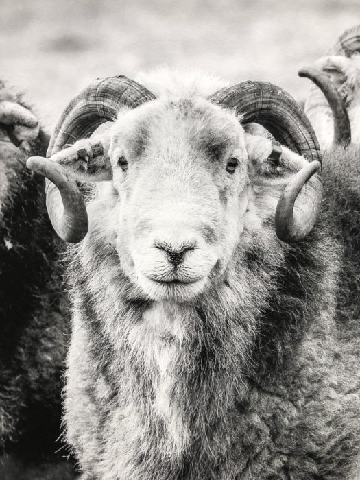 Black and White Lake District Herdwick Print by James Bell