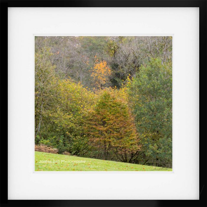 Autumn Woodland Print in the Lake District
