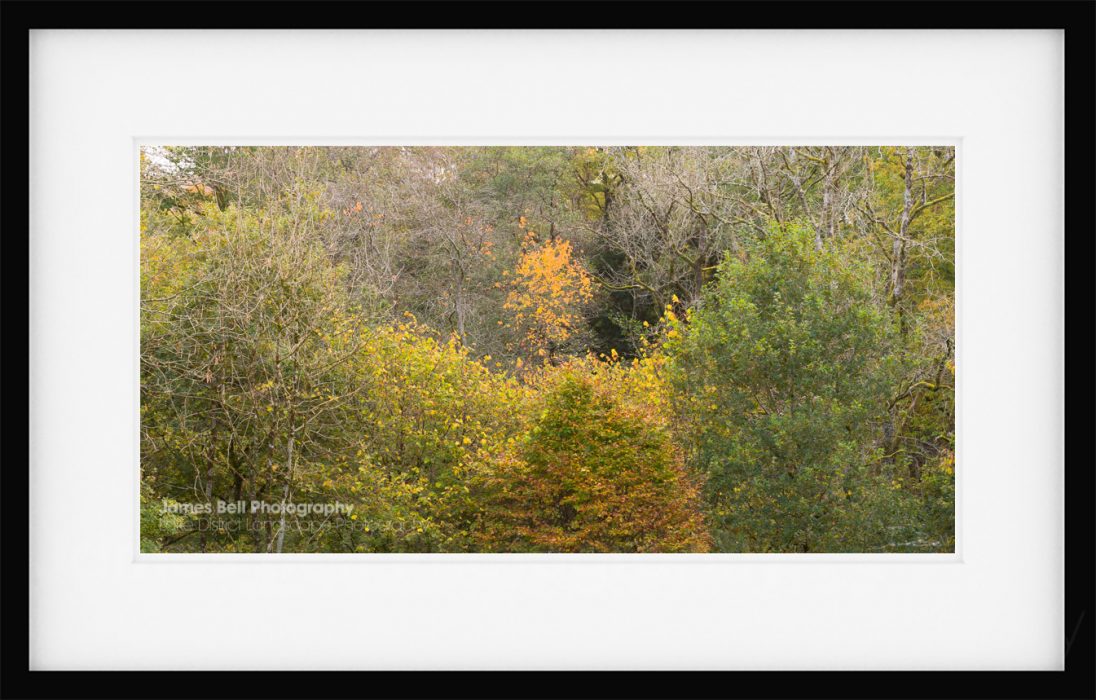 Autumn woodland Lake District