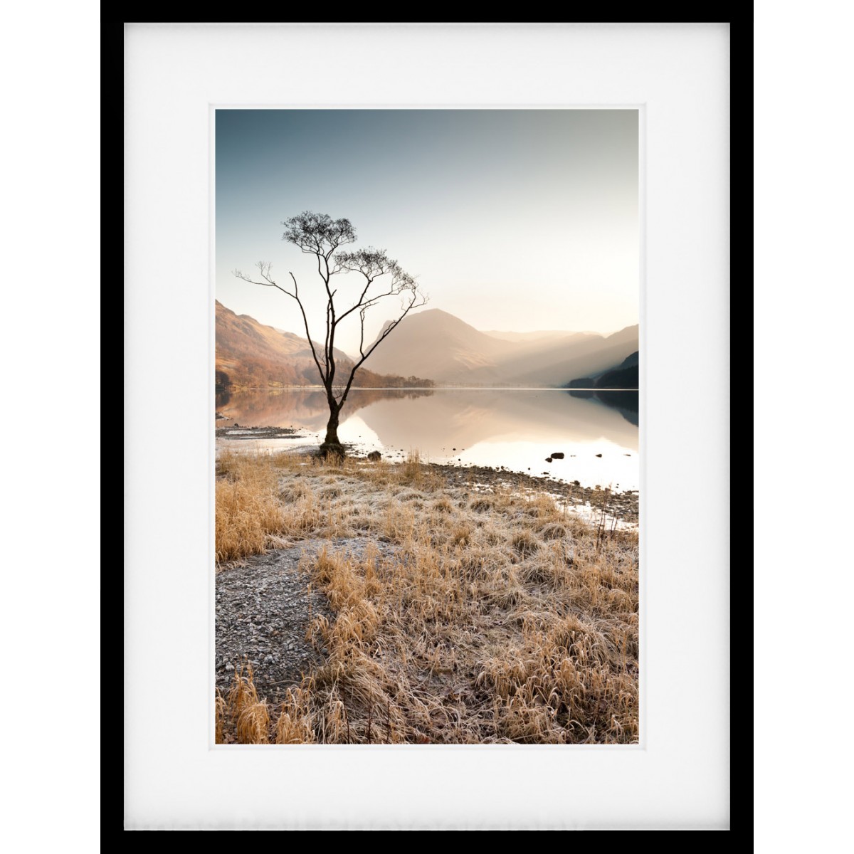 Buttermere tree in winter