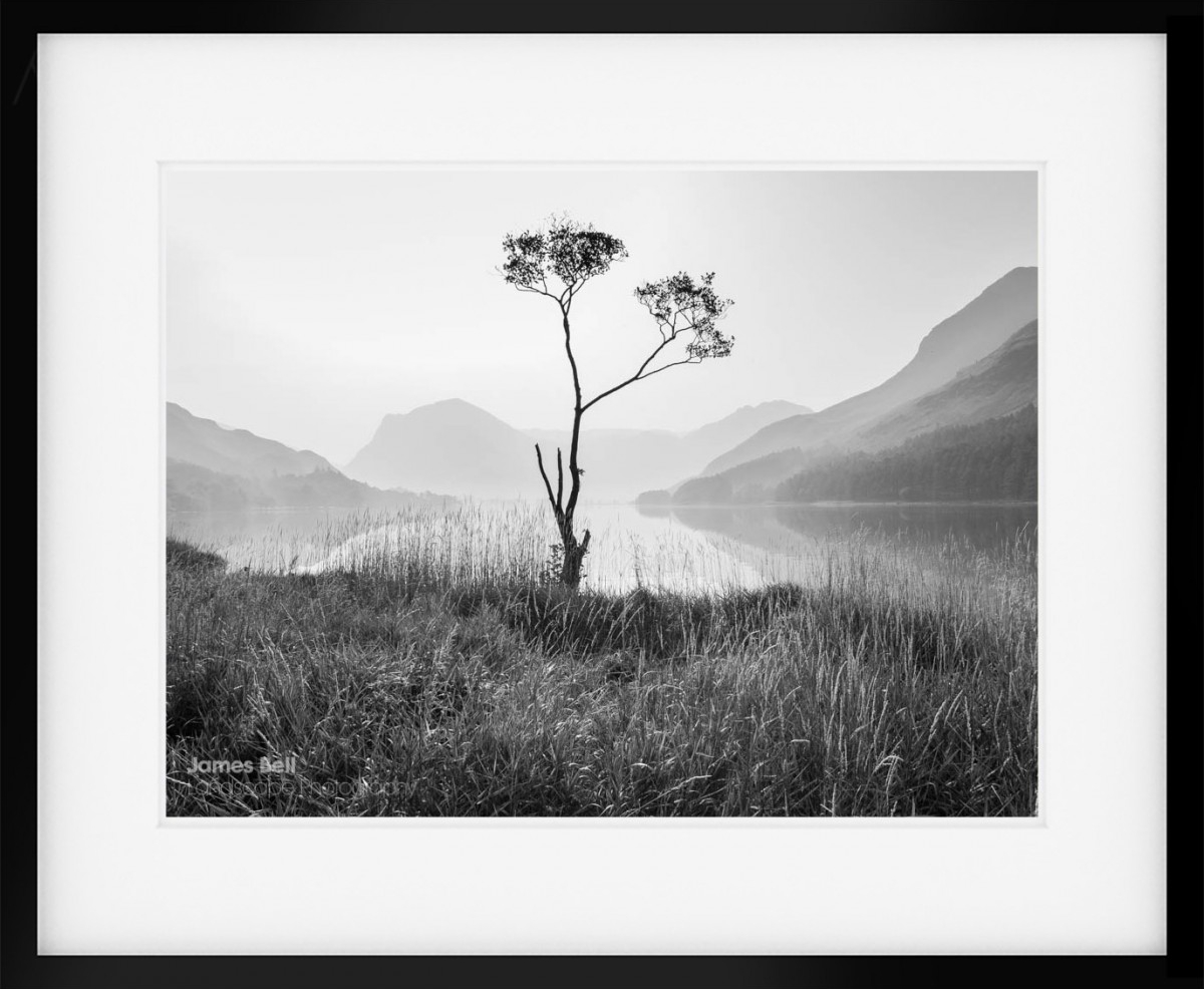 The Buttermere Lone Tree in black and white