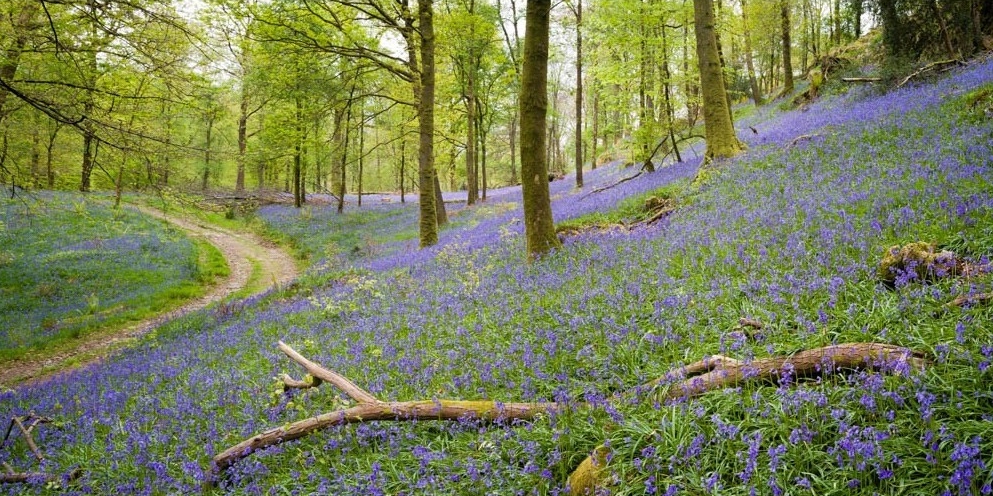 Bluebell woodland in Skelwith