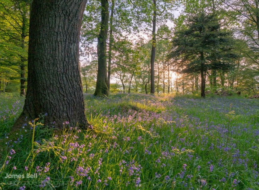 Woodland in Skelwith in the Lake District